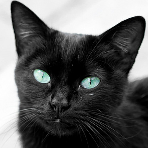 Black Cat